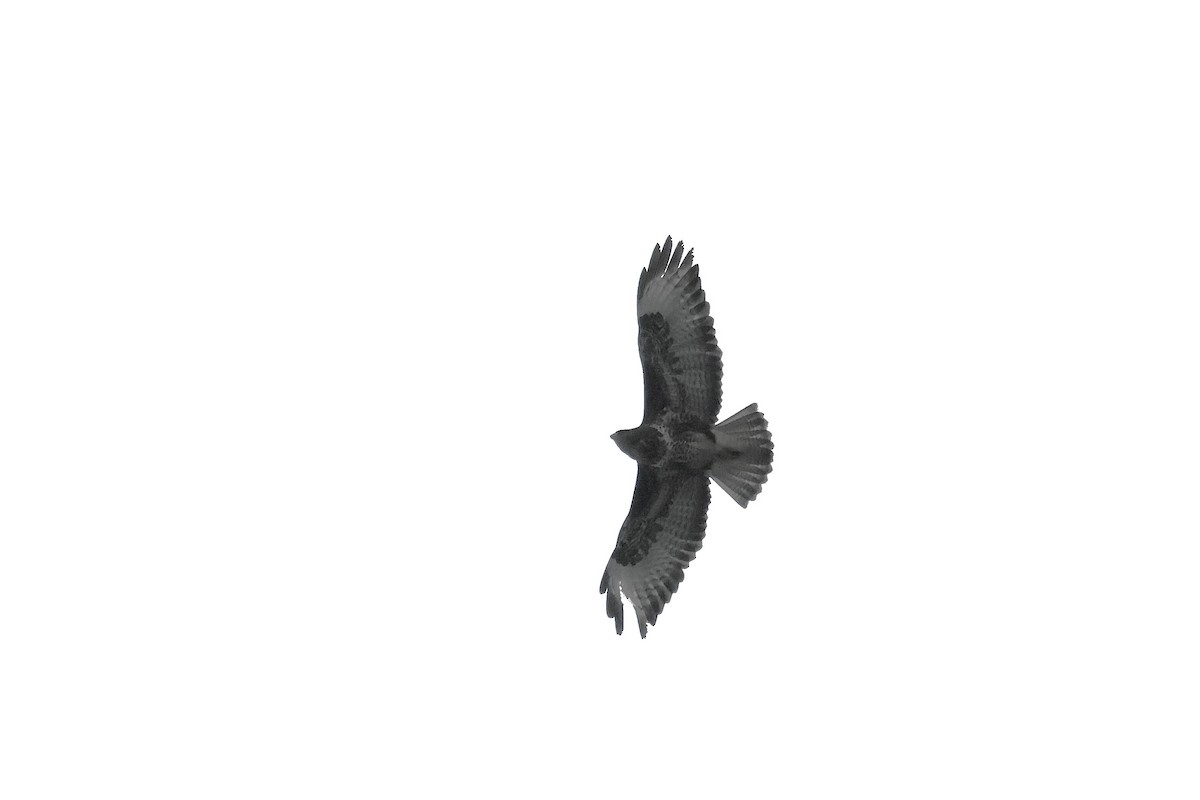 Poiana - ML646594392