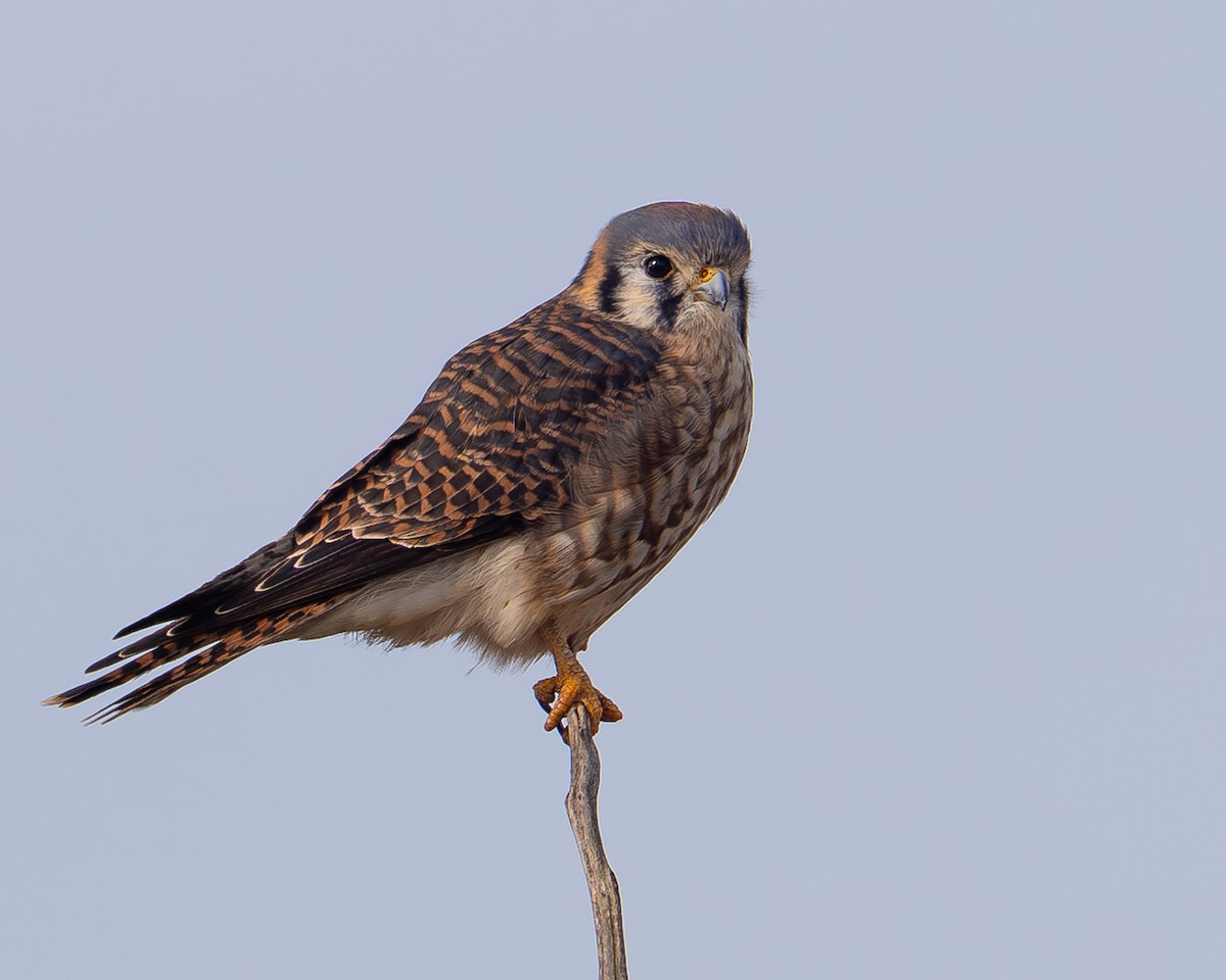 American Kestrel - ML646594396