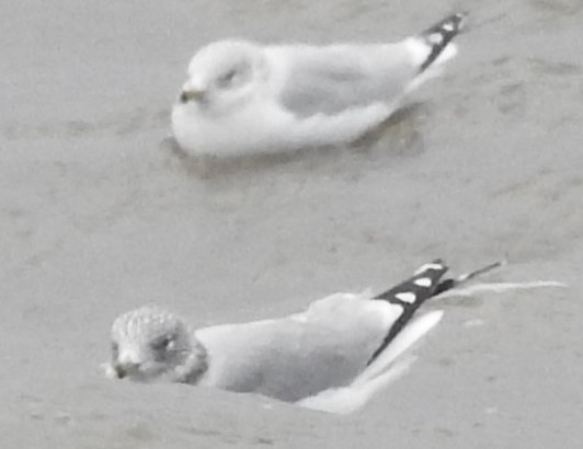 Larus sp. - ML646594397