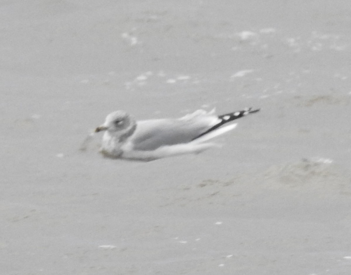 Larus sp. - ML646594398