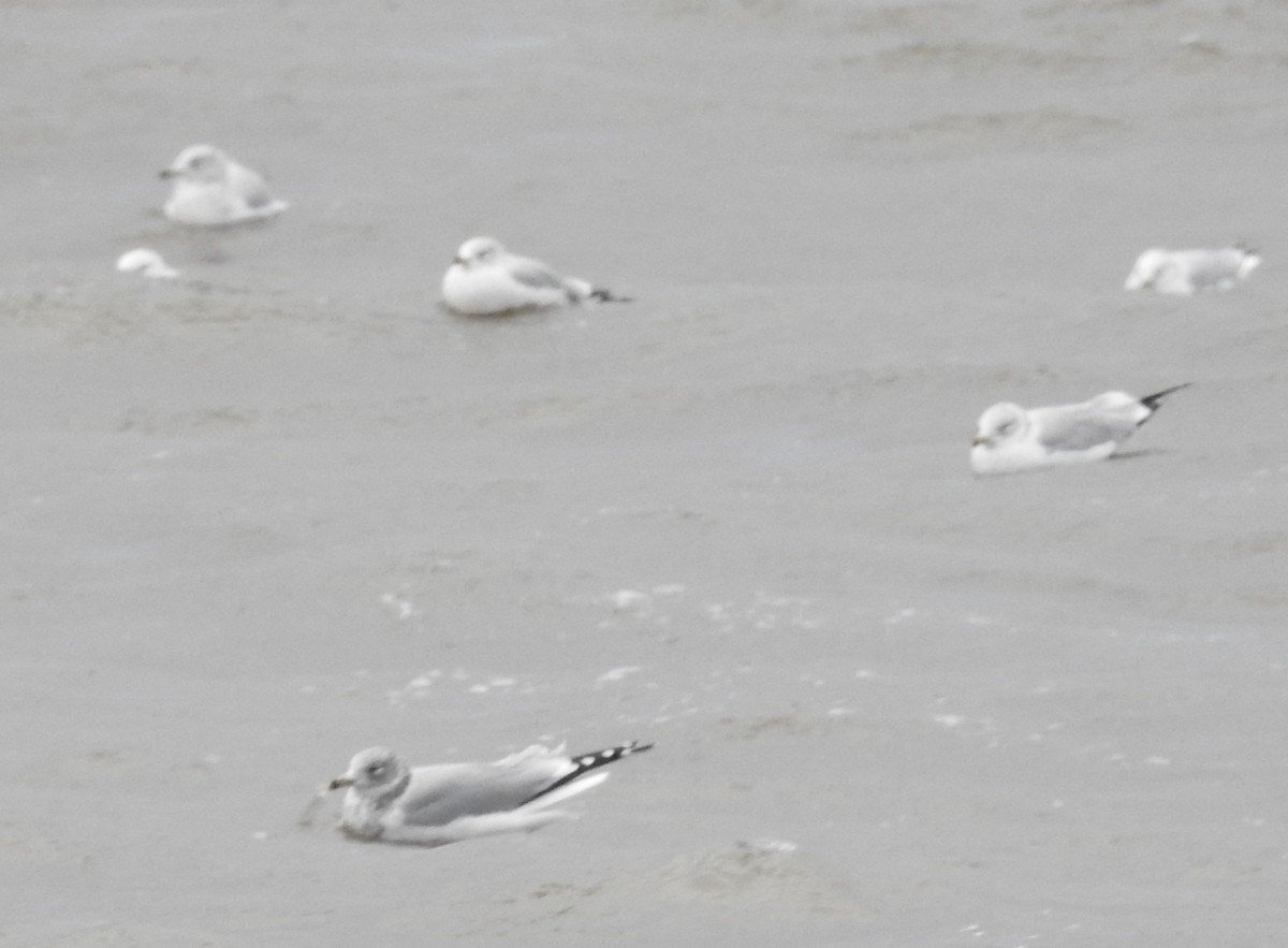 Larus sp. - ML646594399