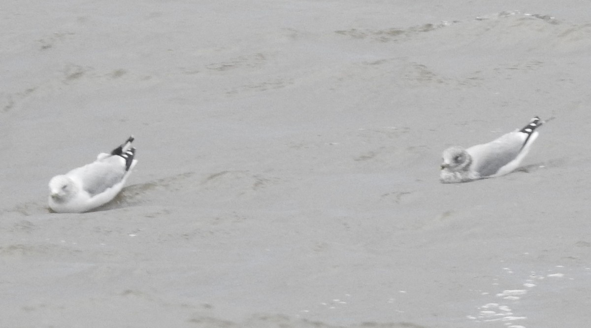 Larus sp. - ML646594400