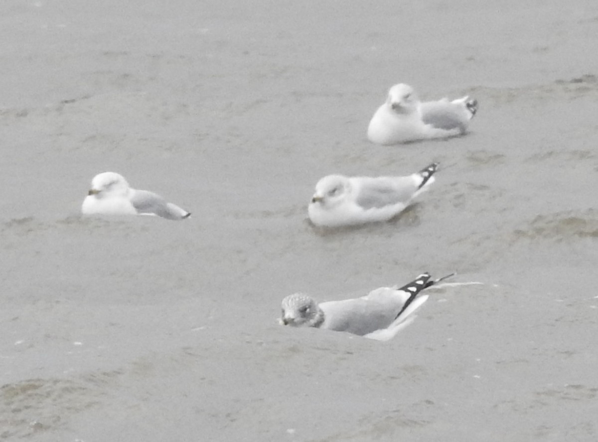 Larus sp. - ML646594401