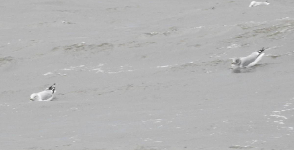 Larus sp. - ML646594402