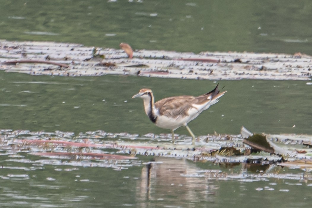 Фазанохвостая якана - ML646594403