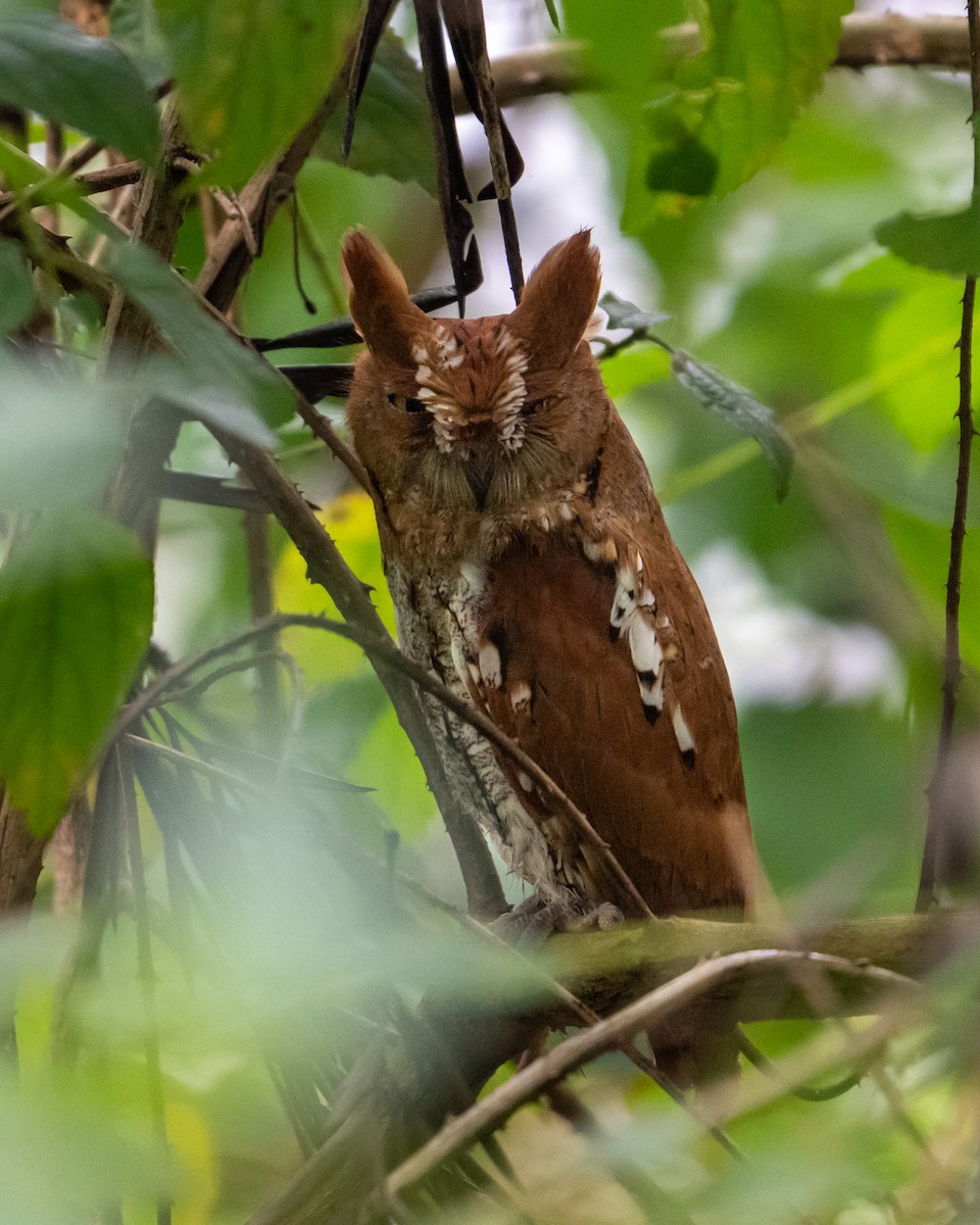 Oriental Scops-Owl - ML646594404