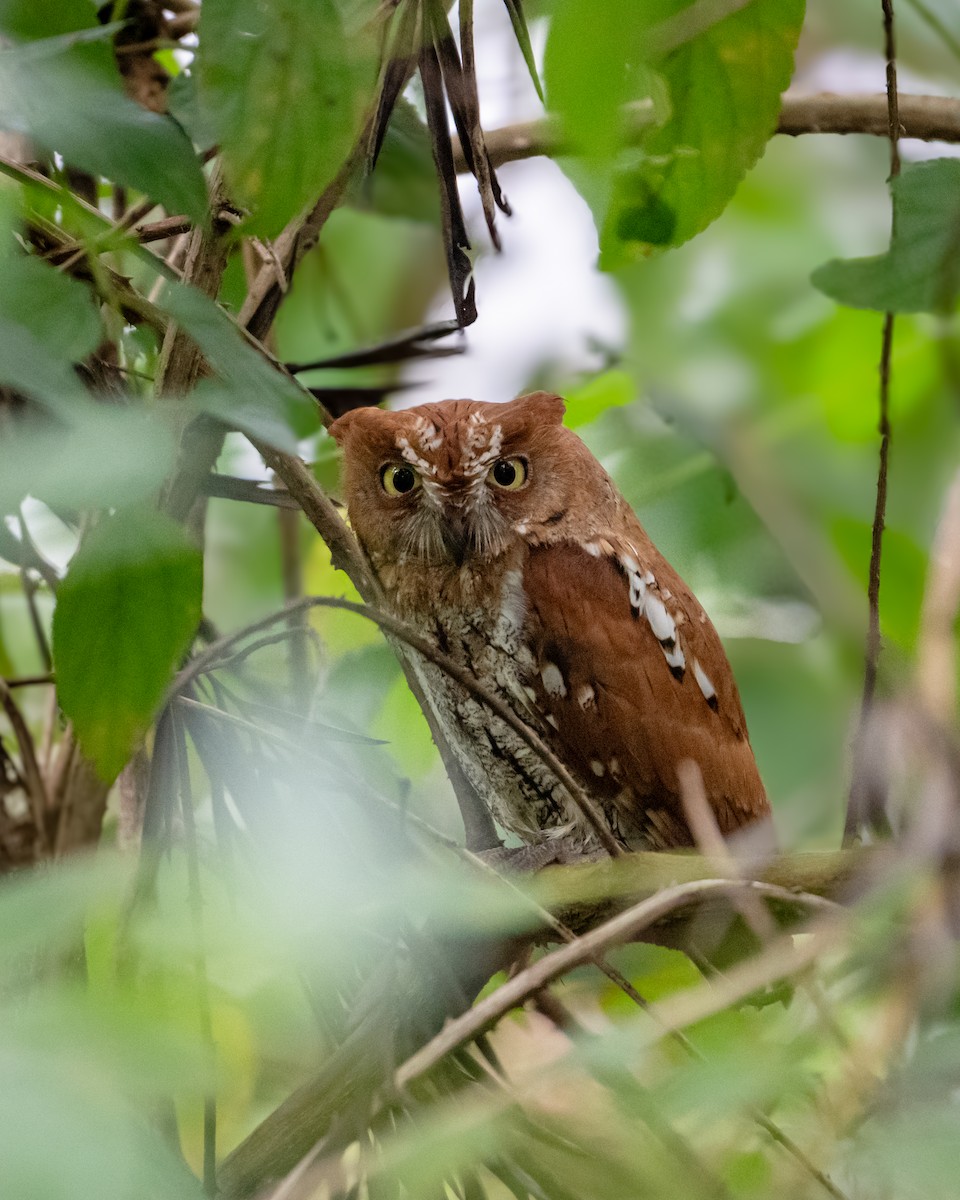 Oriental Scops-Owl - ML646594405