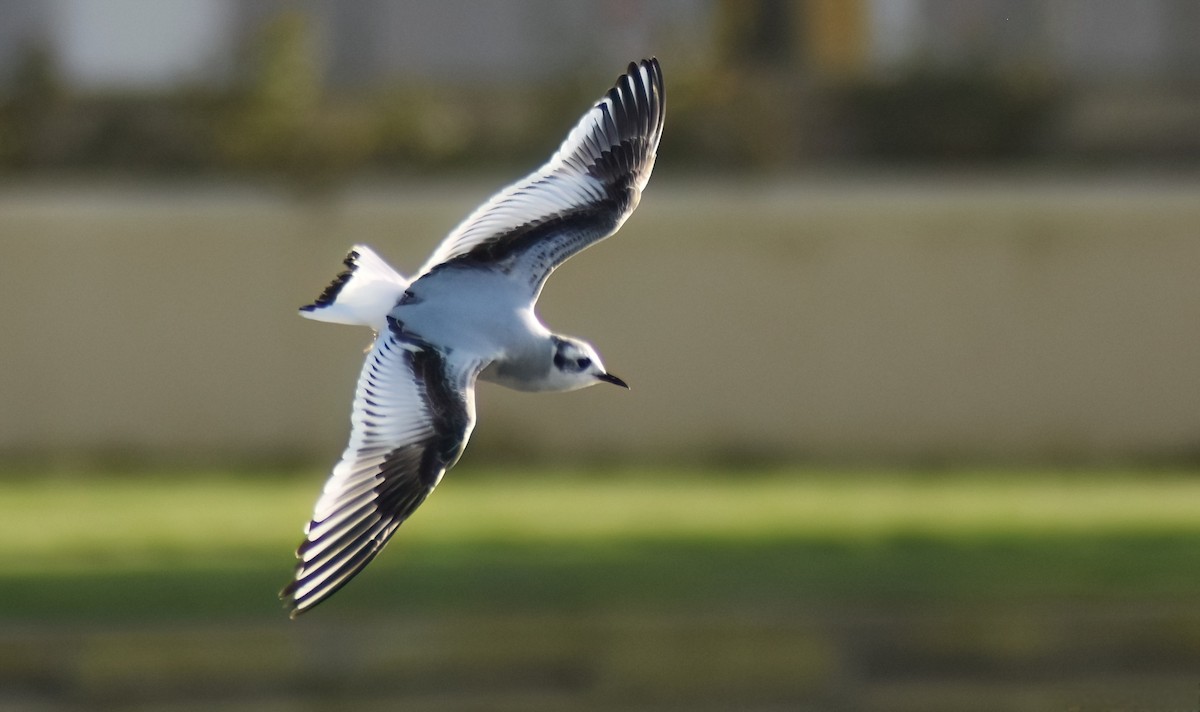 Little Gull - ML646594406
