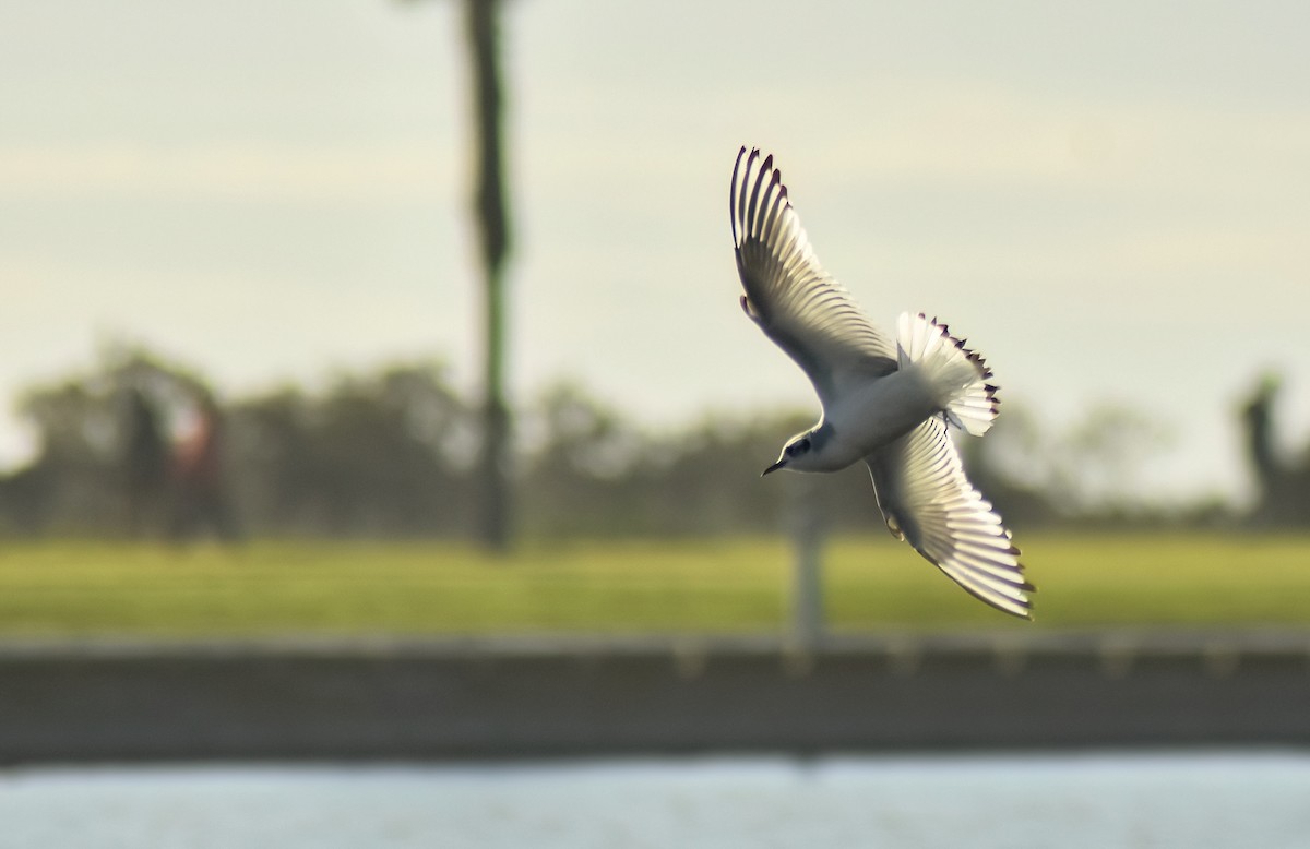 Little Gull - ML646594407