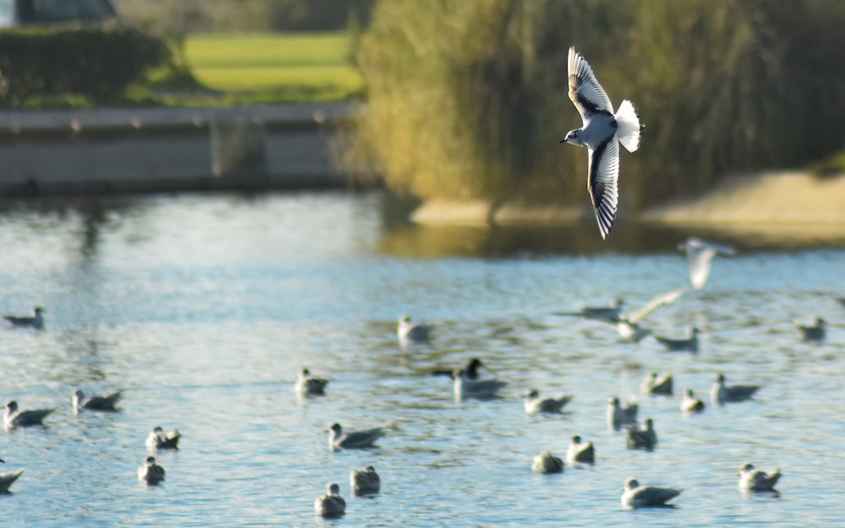 Little Gull - ML646594408