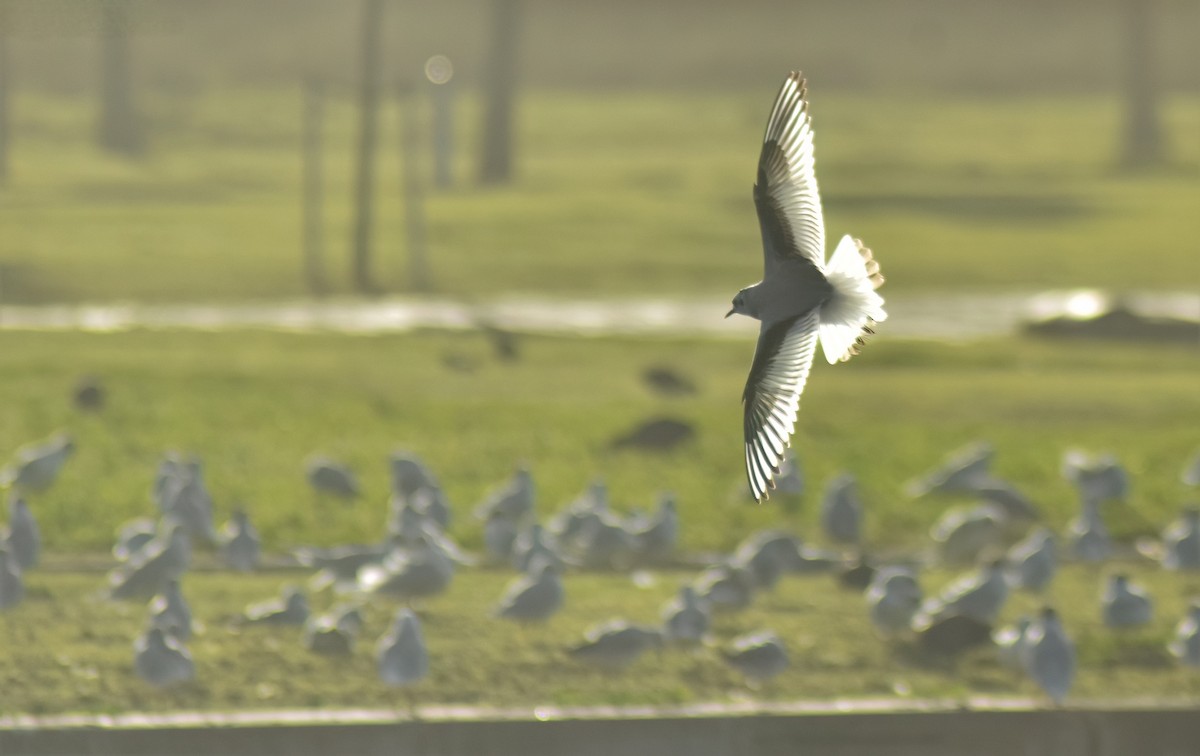 Little Gull - ML646594409
