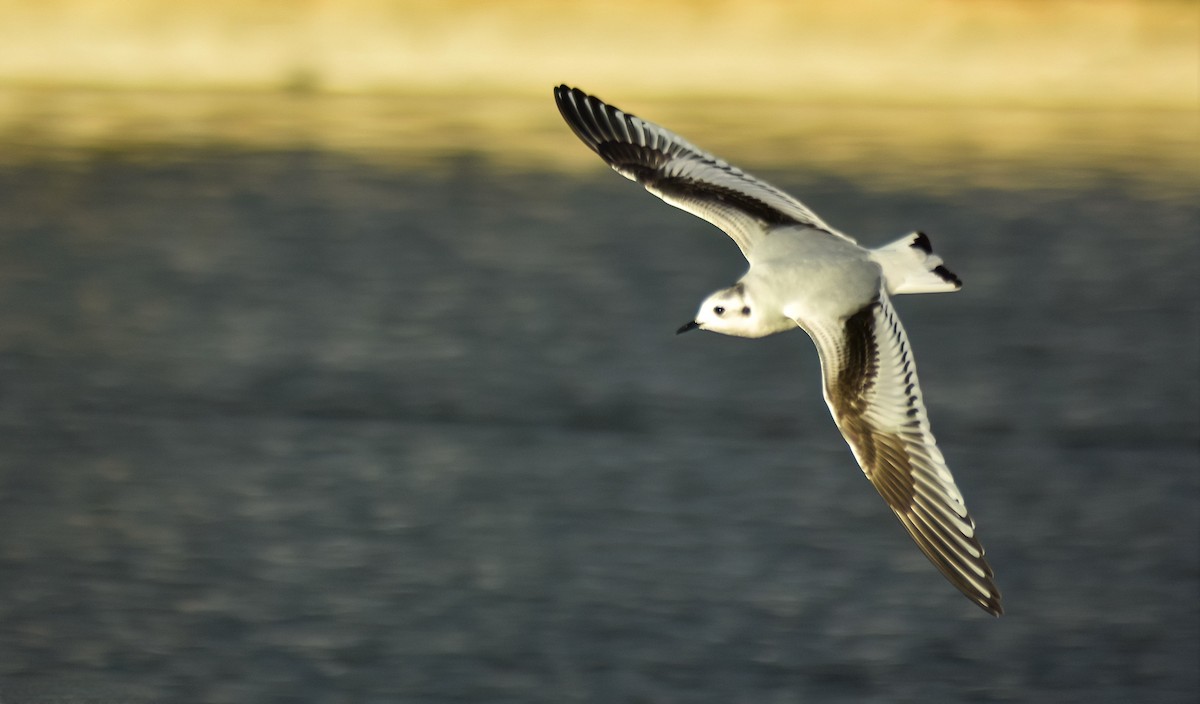 Little Gull - ML646594410