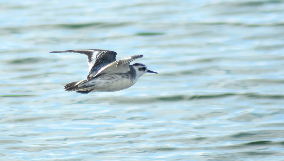 Red Phalarope - ML646594412