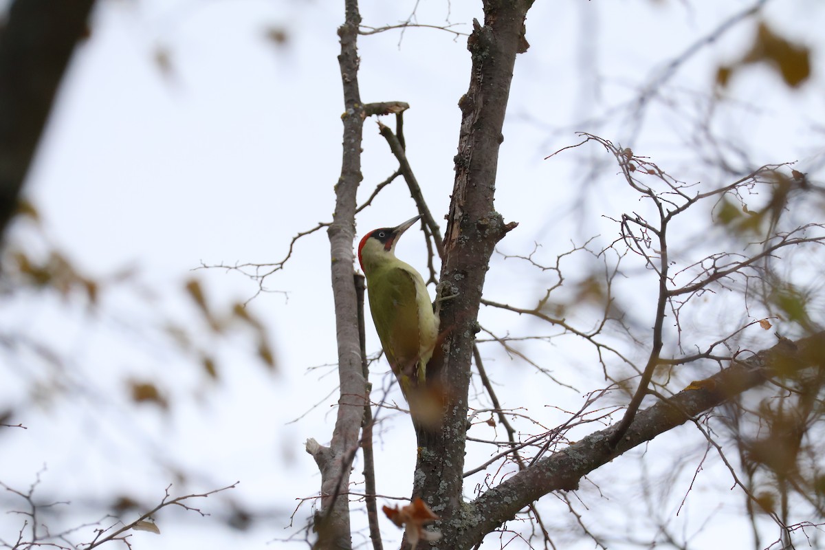 Picchio verde - ML646594417