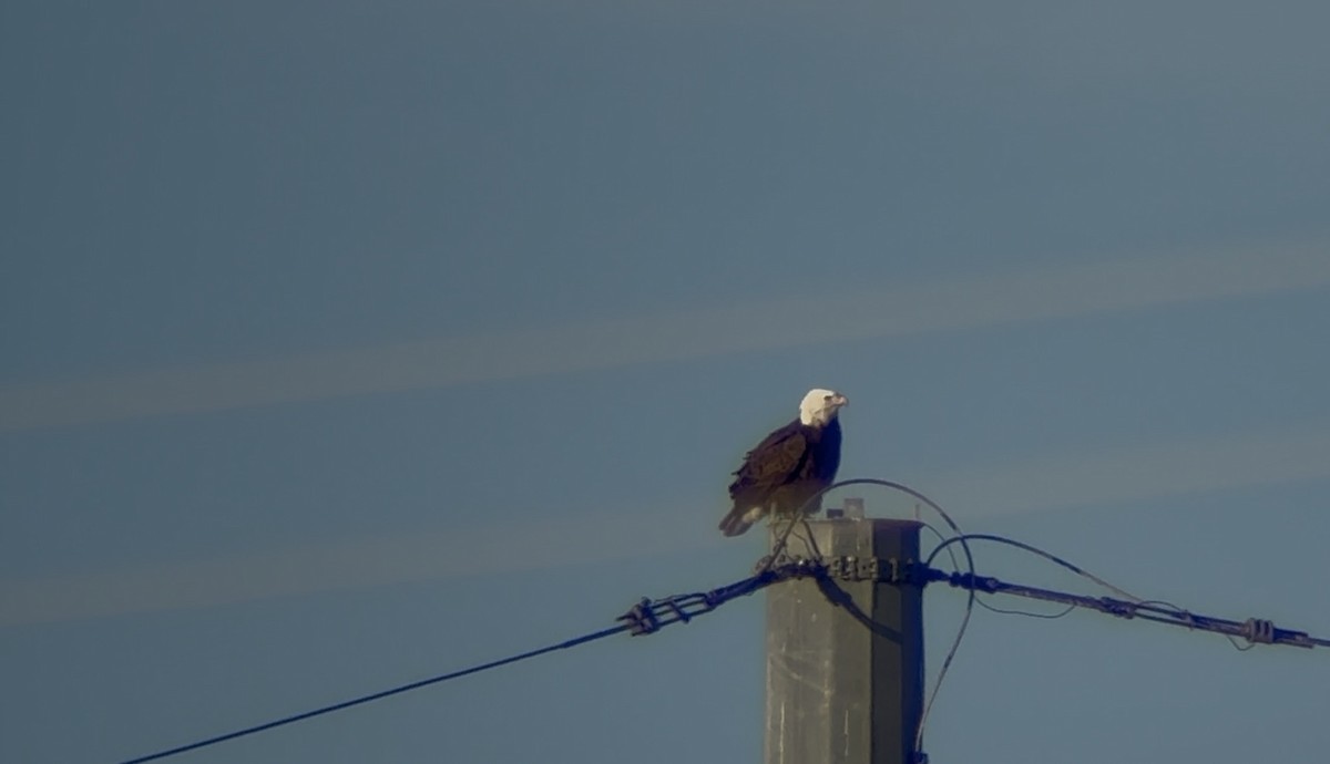 Pygargue à tête blanche - ML646594420