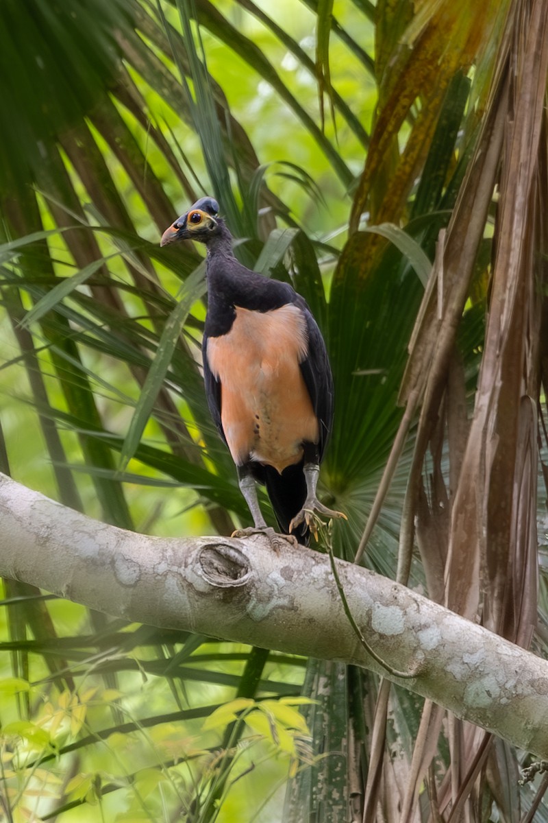 Малео - ML646594421