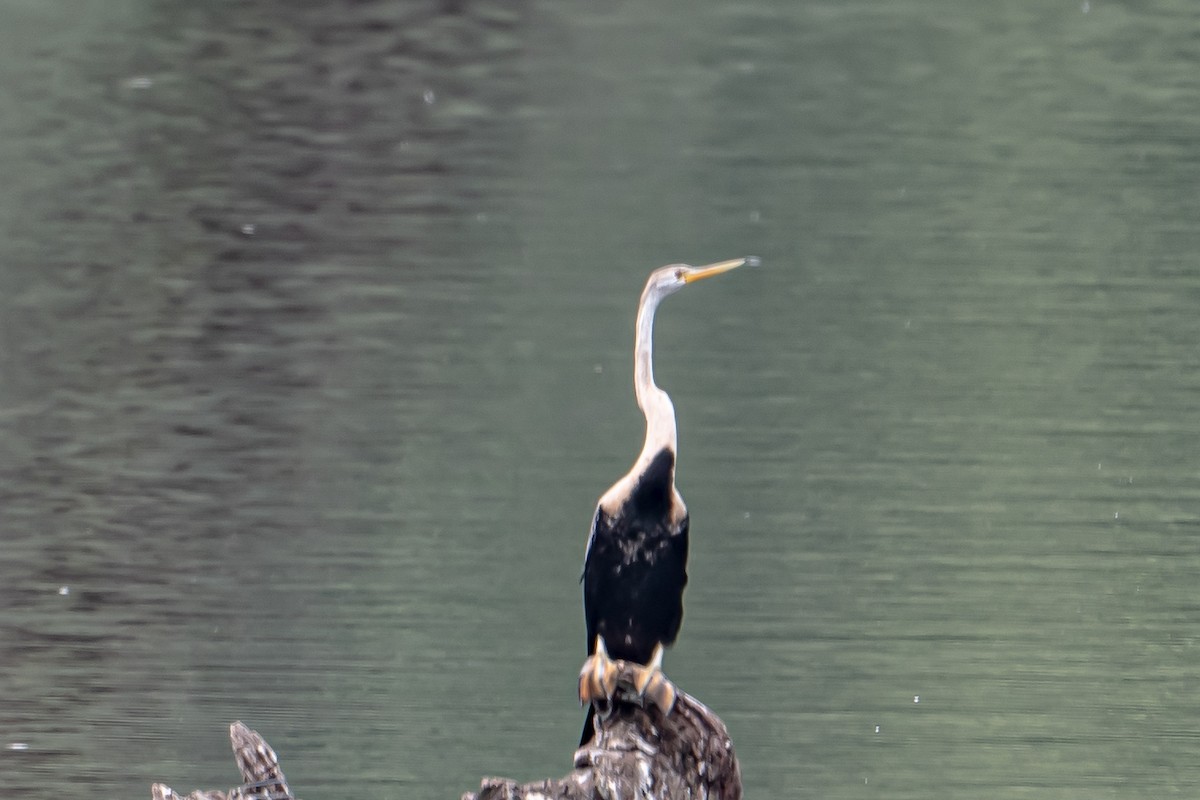 Азиатская змеешейка - ML646594424