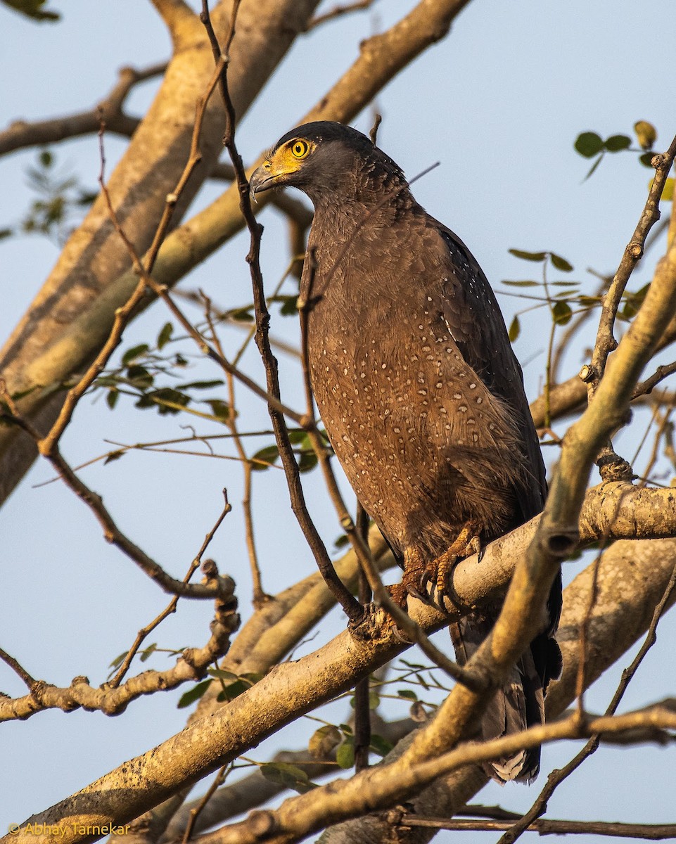 Haubenschlangenadler - ML646594426