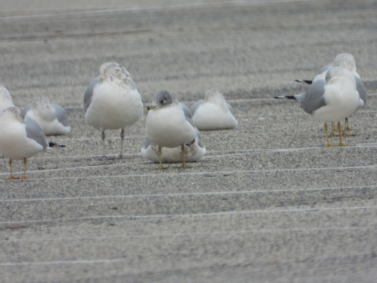 Halkalı Martı - ML646594428