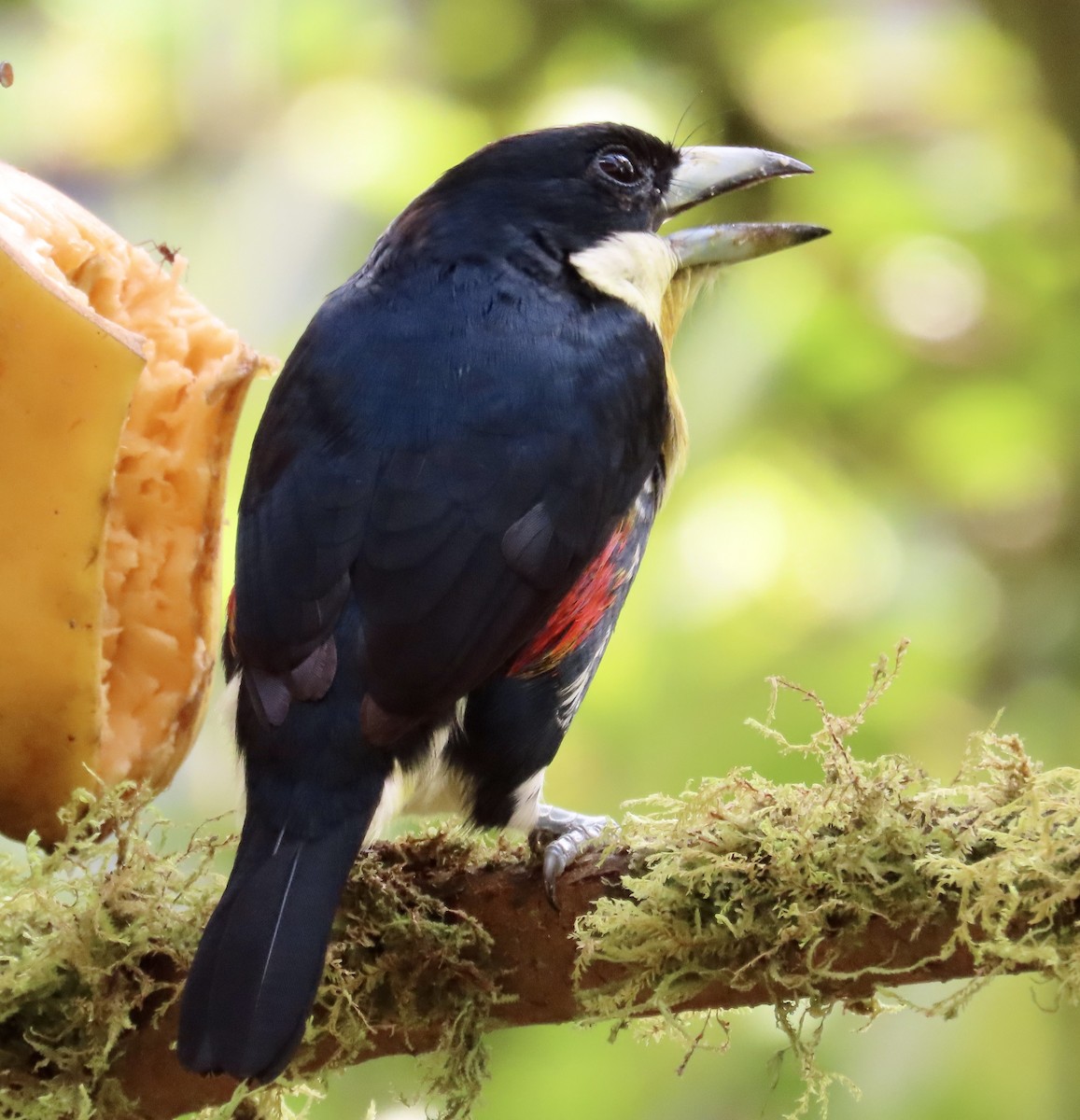 シボリズキンゴシキドリ - ML646594430