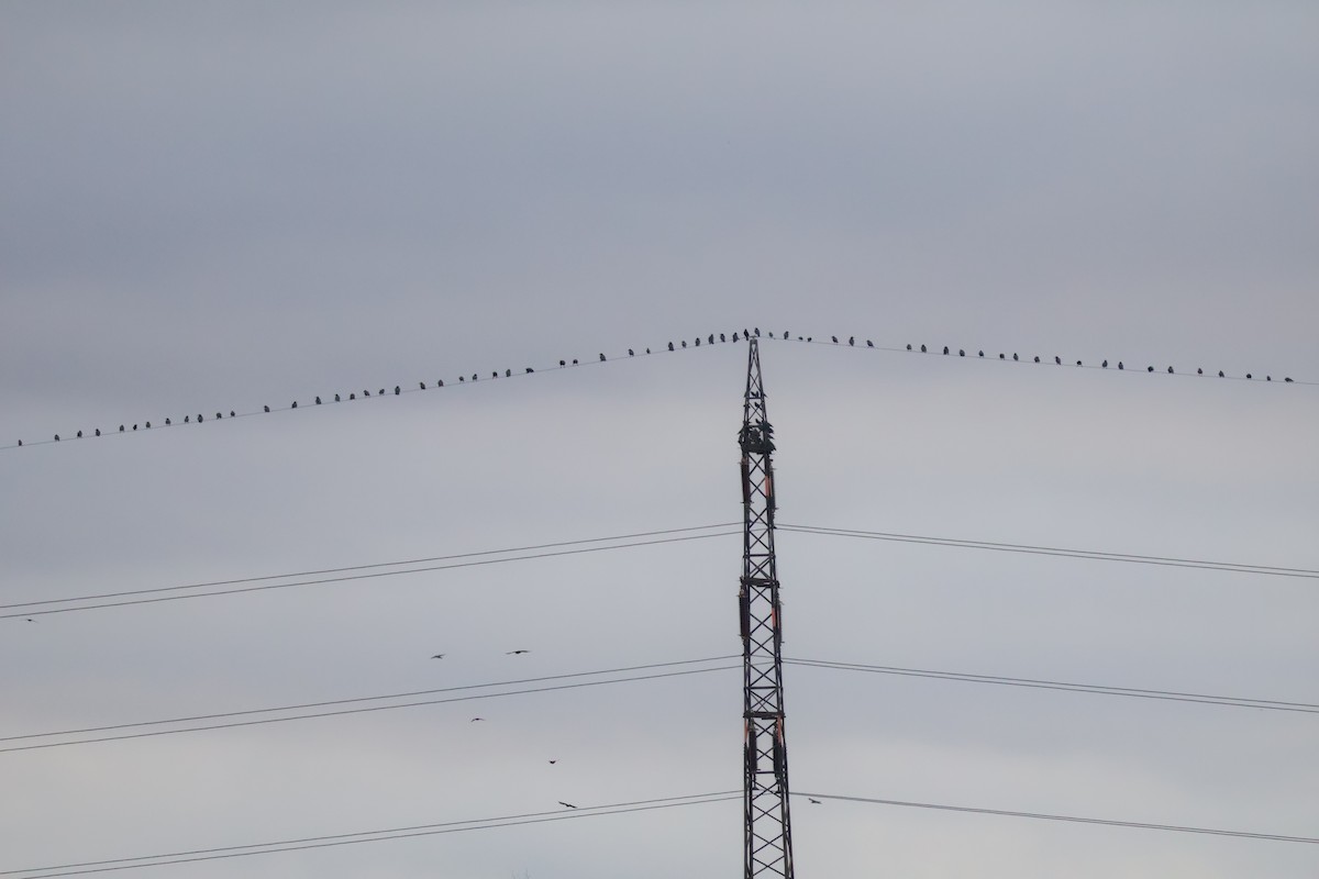 Cornacchia grigia - ML646594434