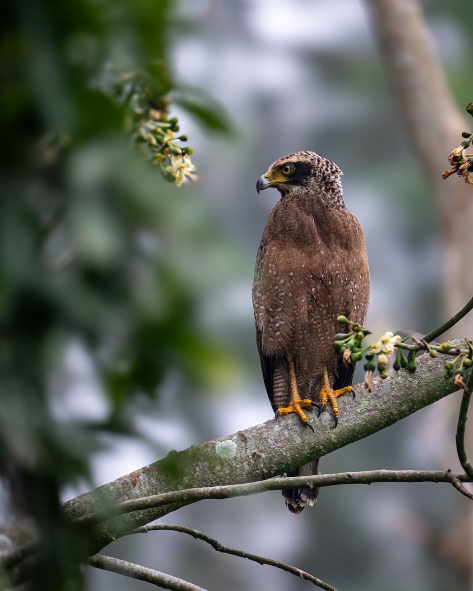 Haubenschlangenadler - ML646594435