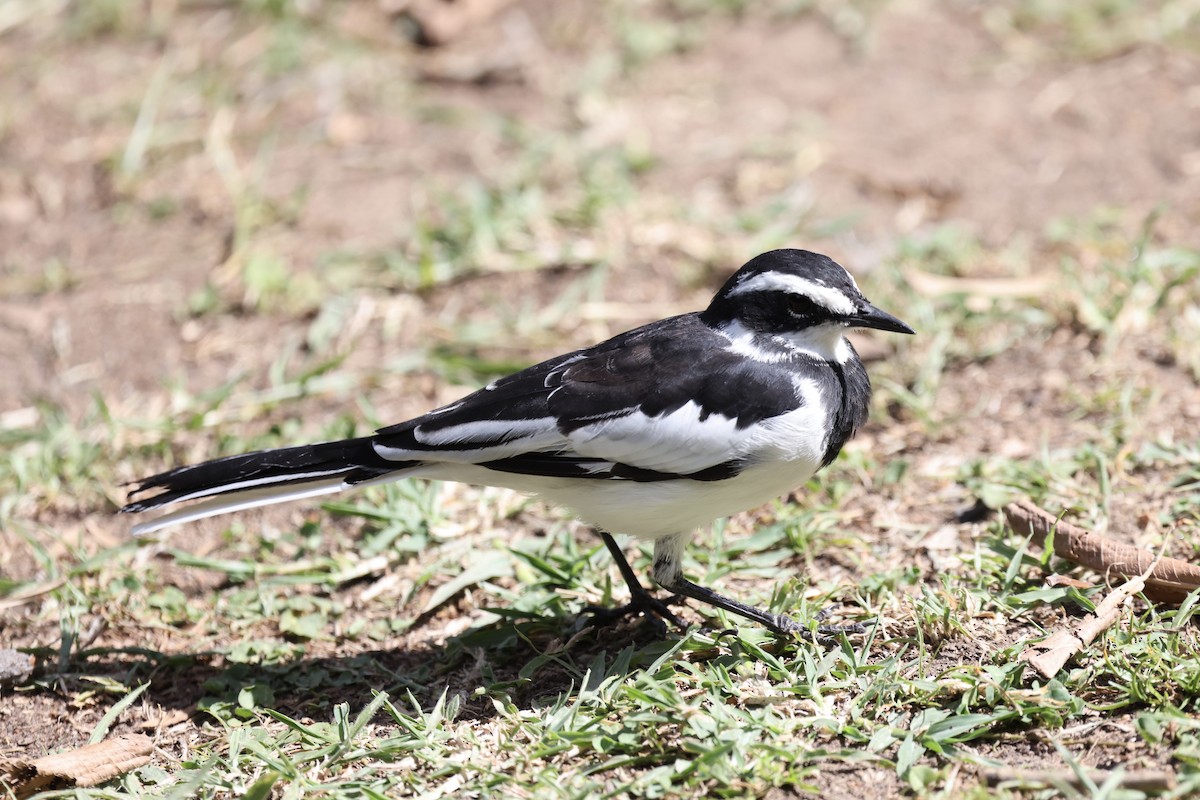 African Pied Wagtail - ML646594436
