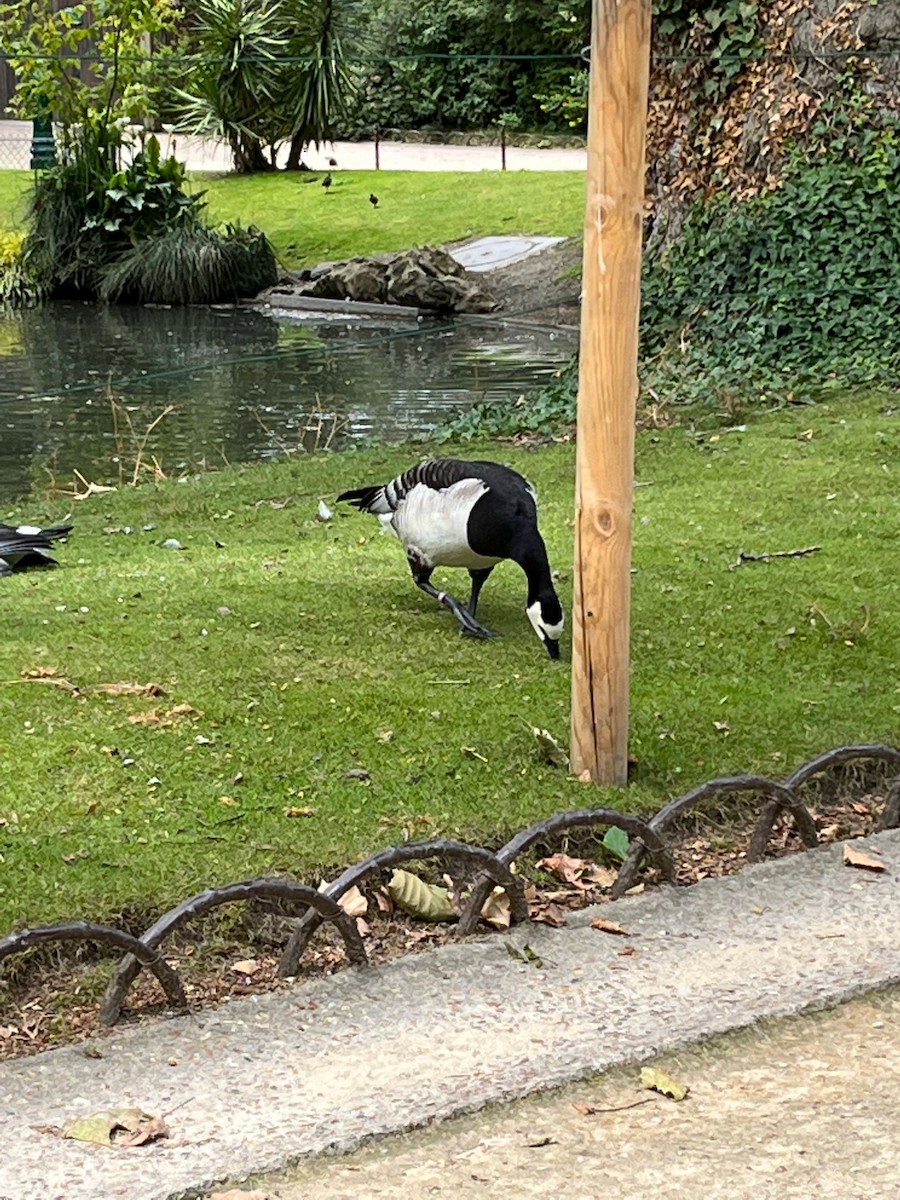 Barnacle Goose - ML646594438