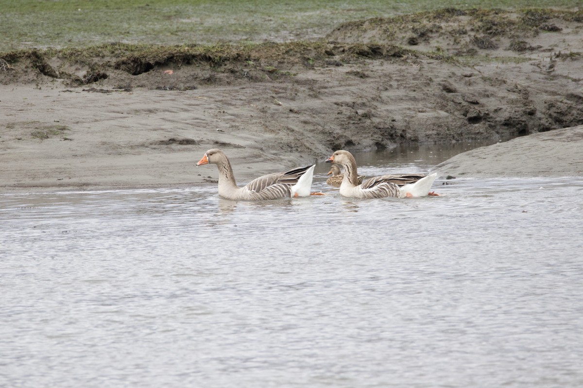 Graylag Goose - ML646594439