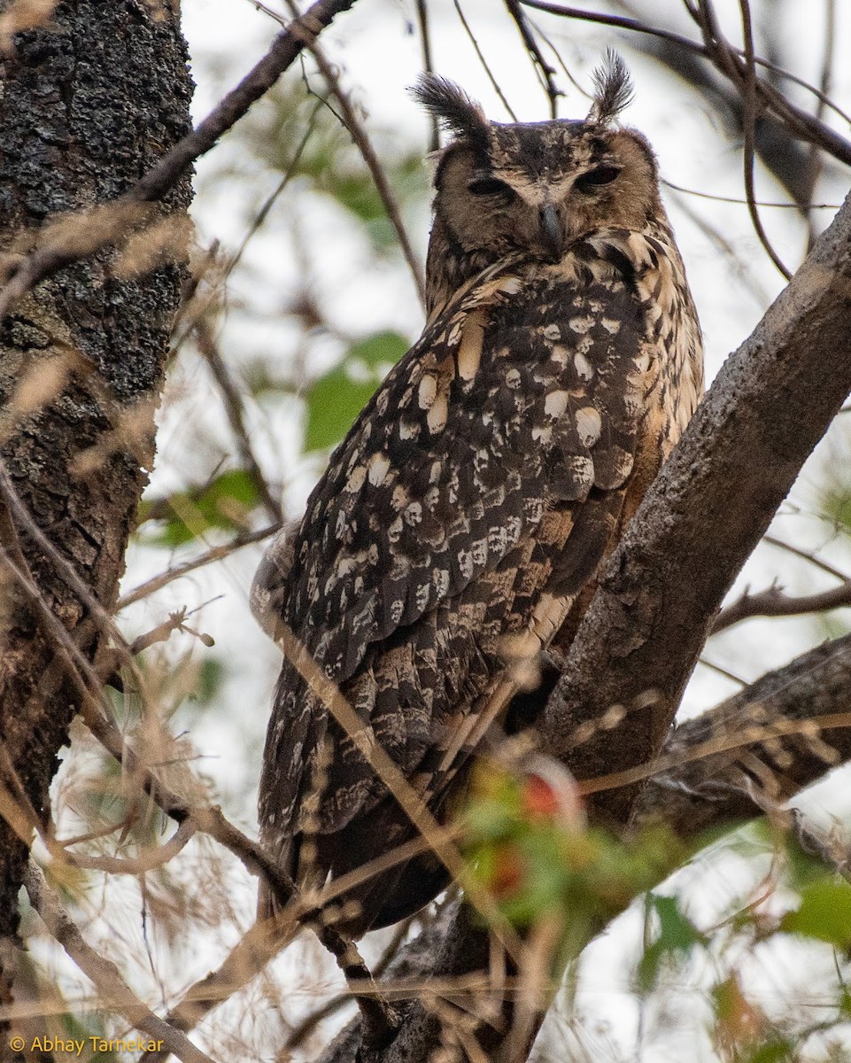 Rock Eagle-Owl - ML646594440