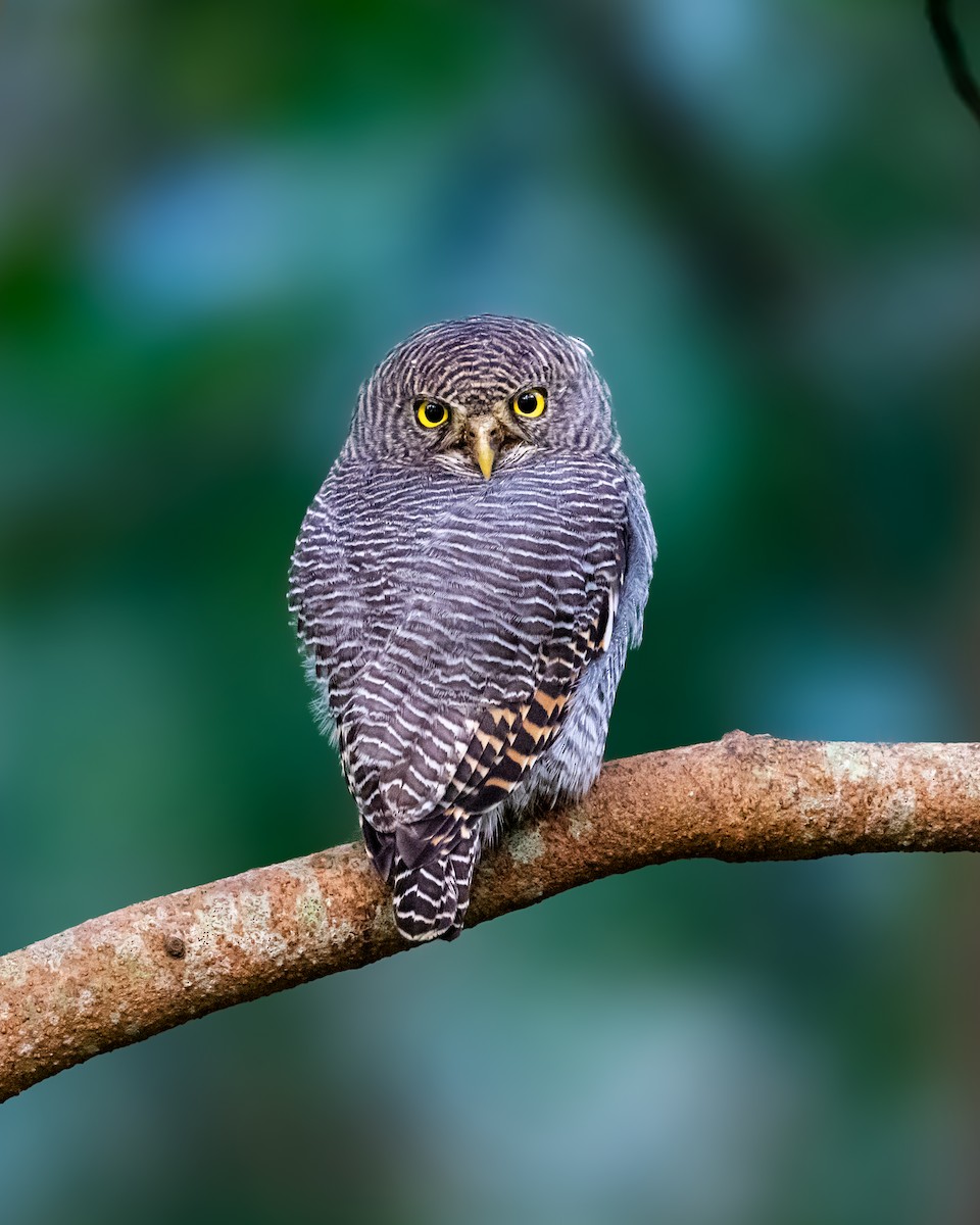 Jungle Owlet - ML646594441