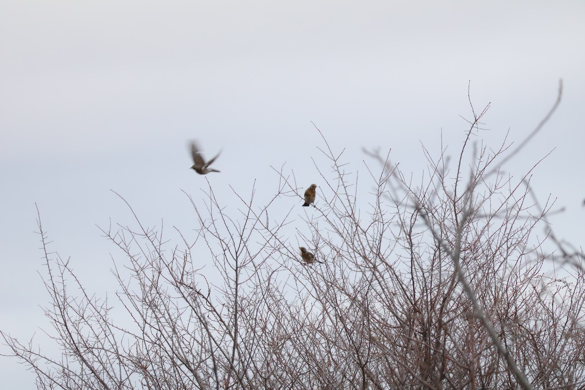 Cesena - ML646594442