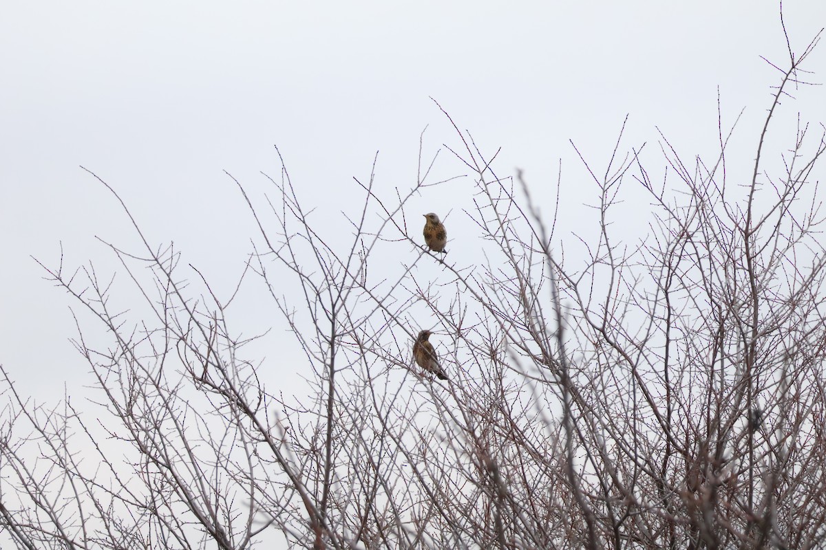 Cesena - ML646594443