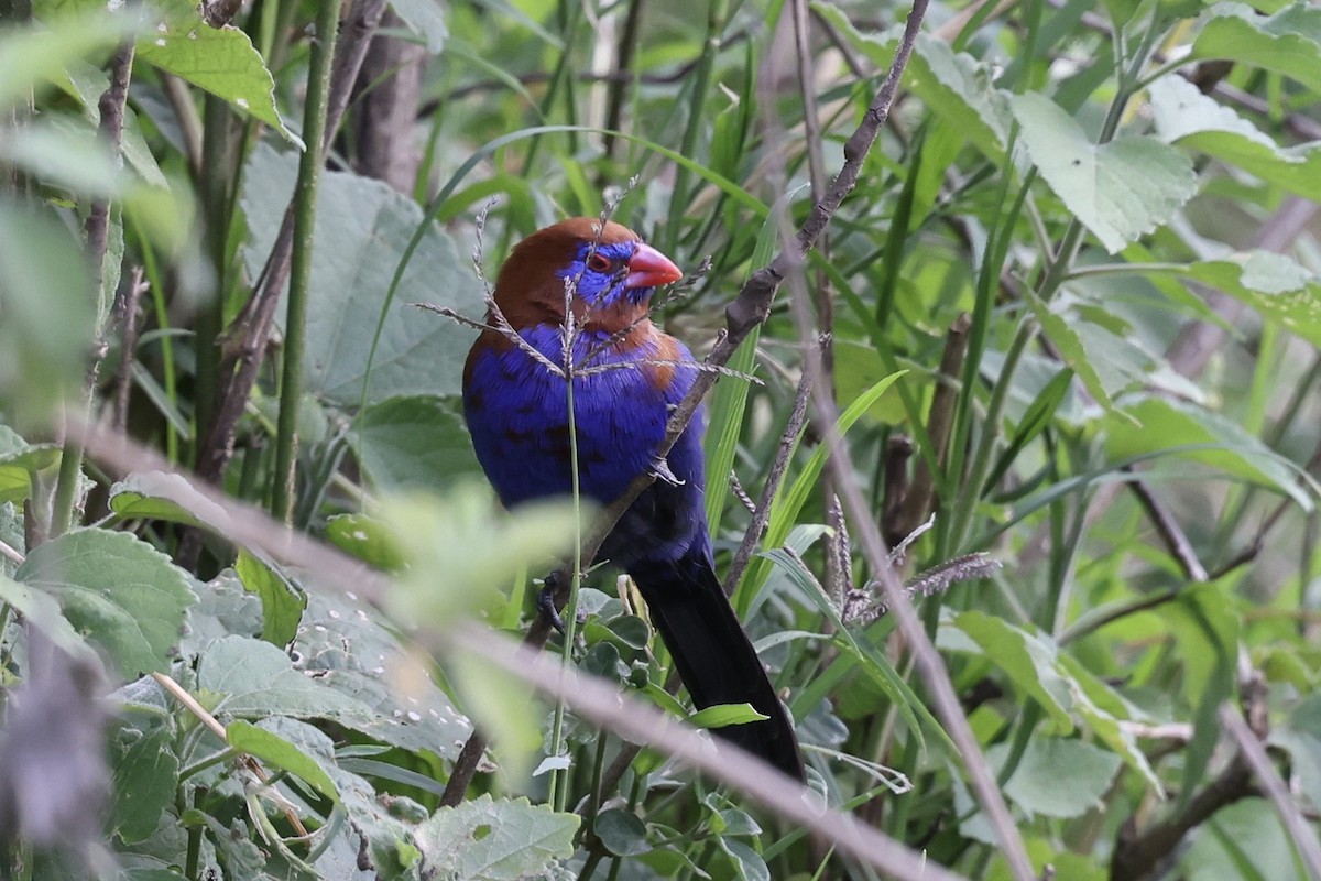 Purple Grenadier - ML646594444