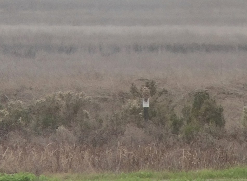 Болотная сова - ML646594445