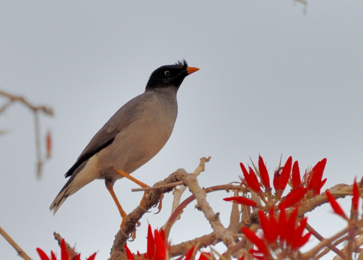 Jungle Myna - ML646594446