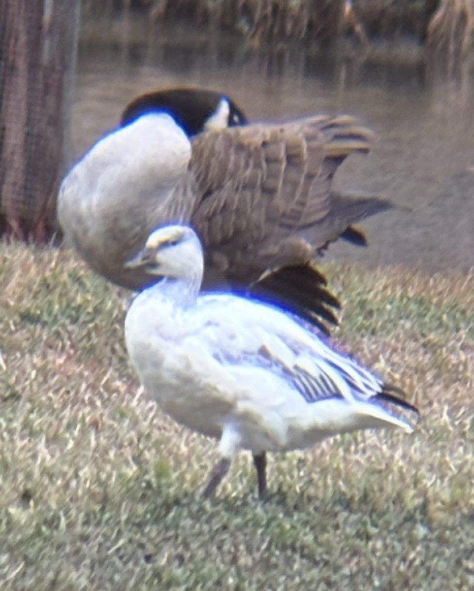 Snow Goose - ML646594449