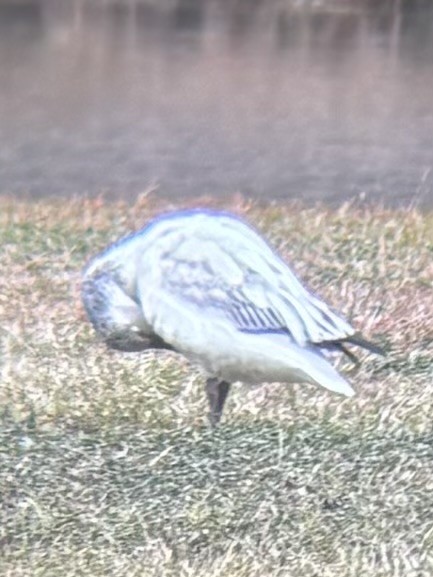 Snow Goose - ML646594450