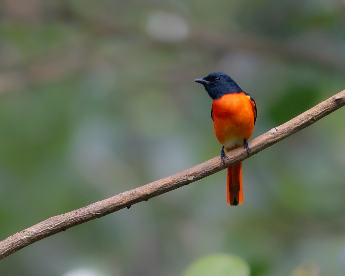 Orange Minivet - ML646594451