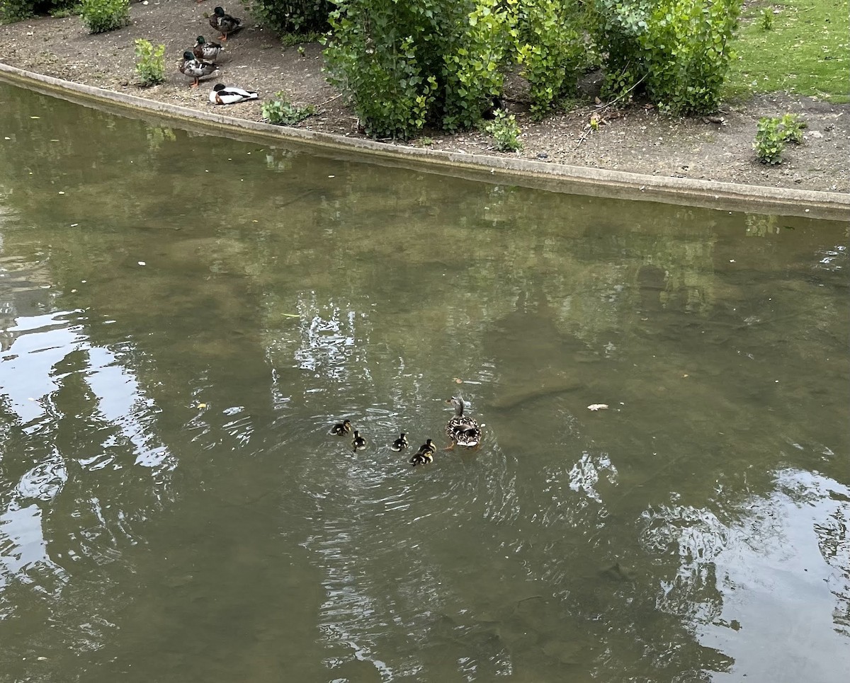 Mallard (Domestic type) - ML646594453