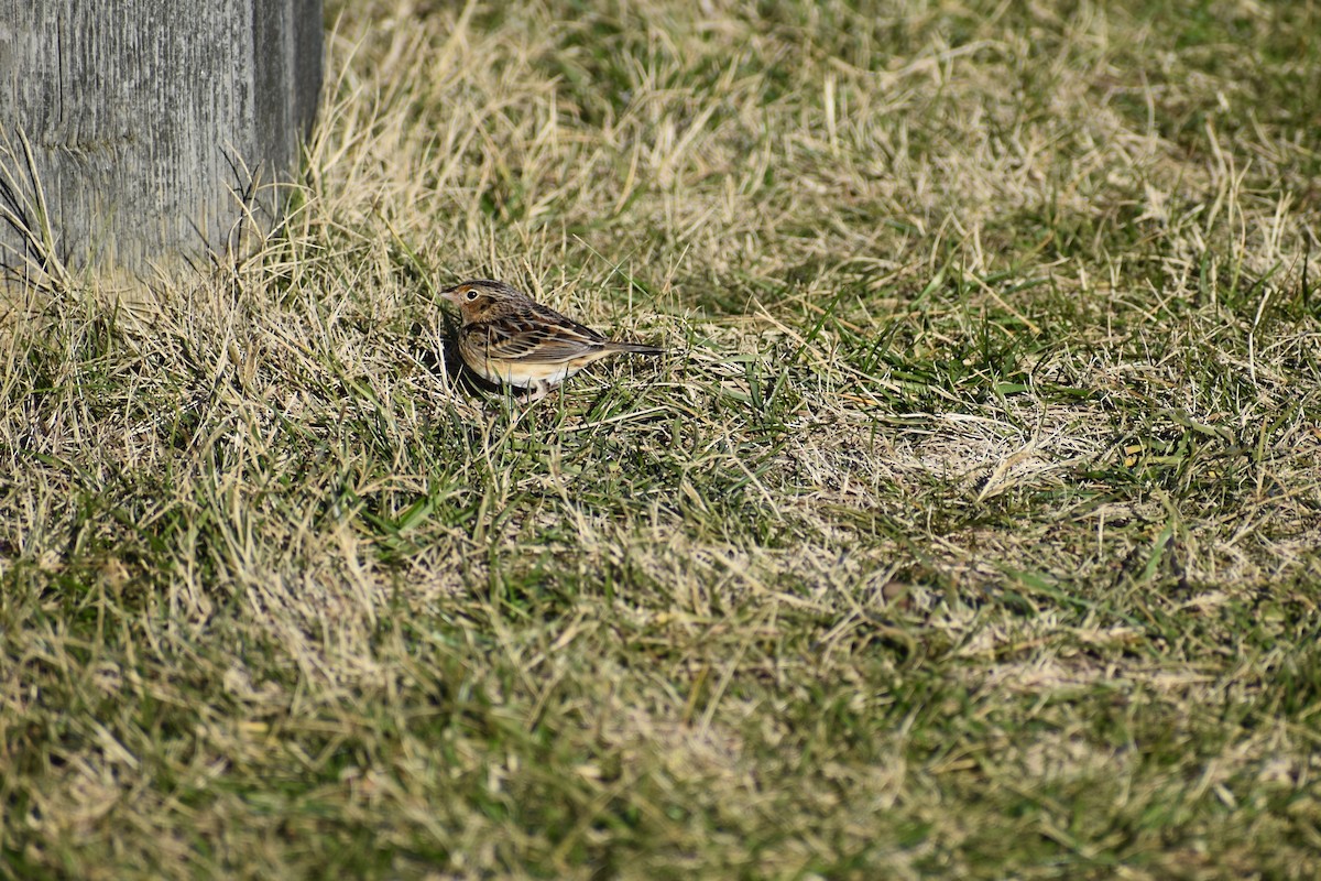Grasshopper Sparrow - ML646594456