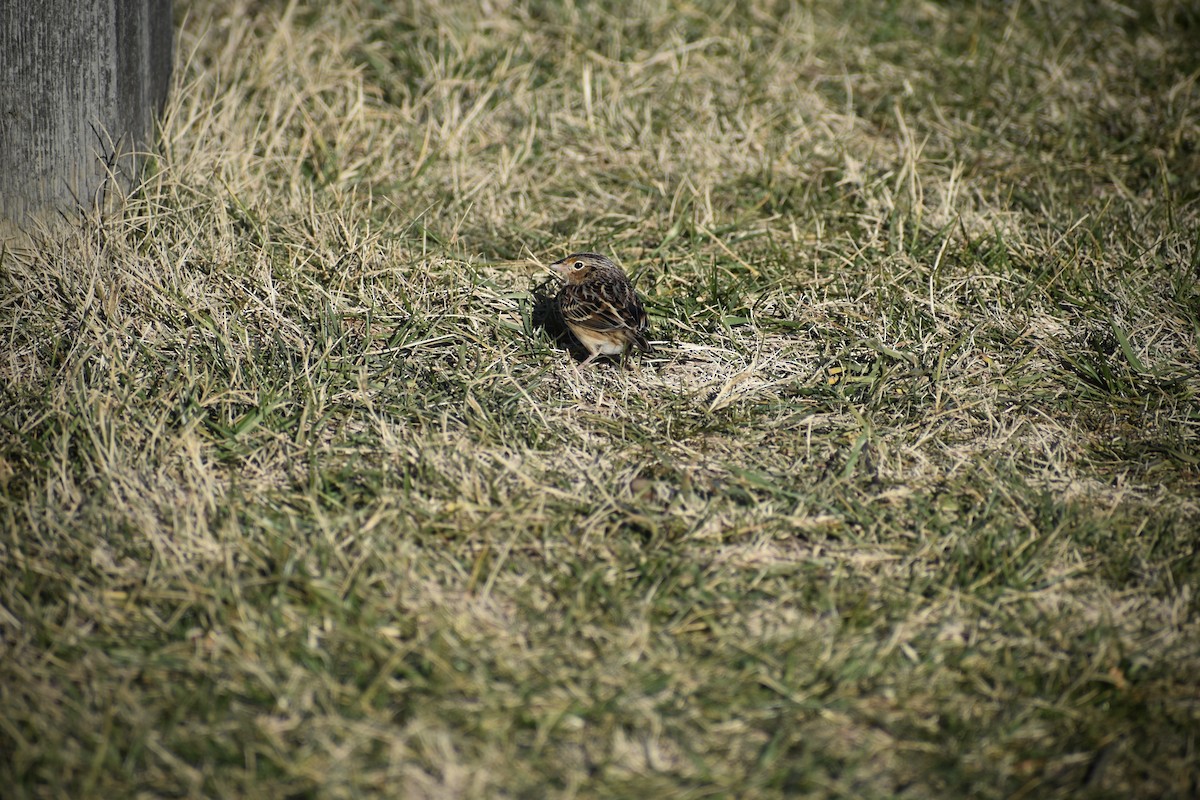 Grasshopper Sparrow - ML646594457