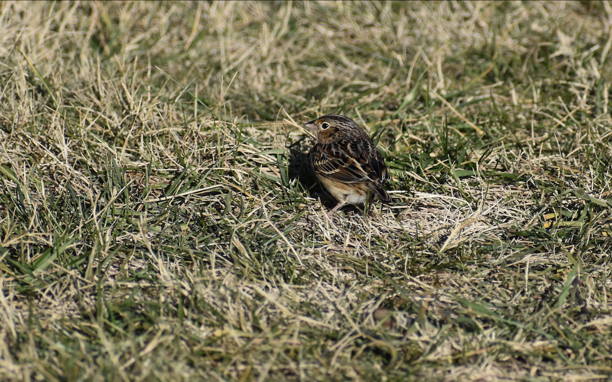 Grasshopper Sparrow - ML646594458