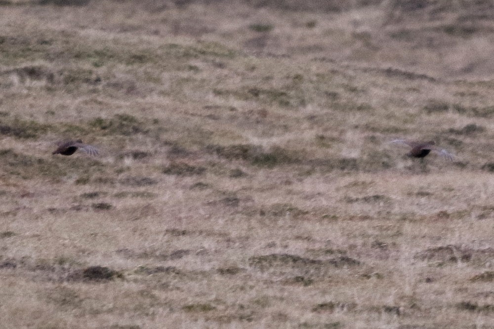 Red Grouse - ML646594461