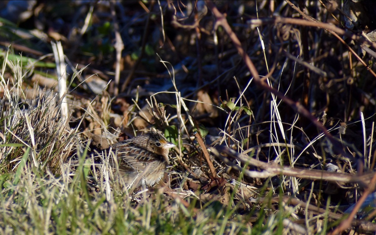 Grasshopper Sparrow - ML646594462