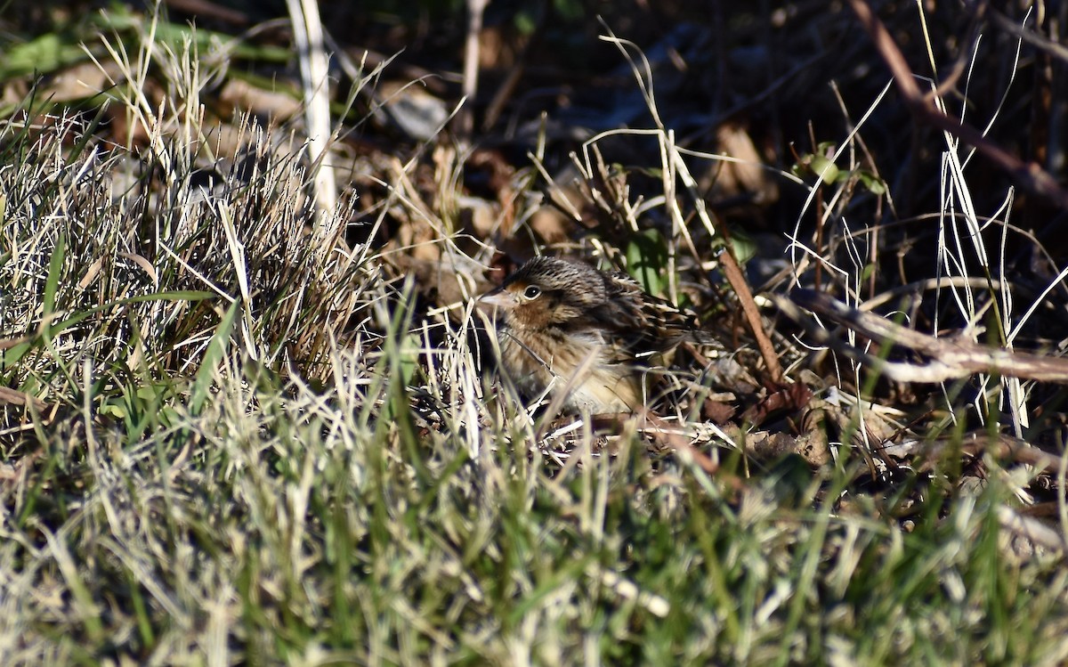 Grasshopper Sparrow - ML646594463