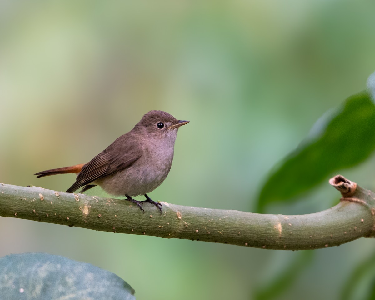 Rusty-tailed Flycatcher - ML646594464
