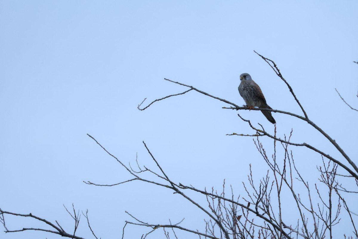 Gheppio - ML646594466