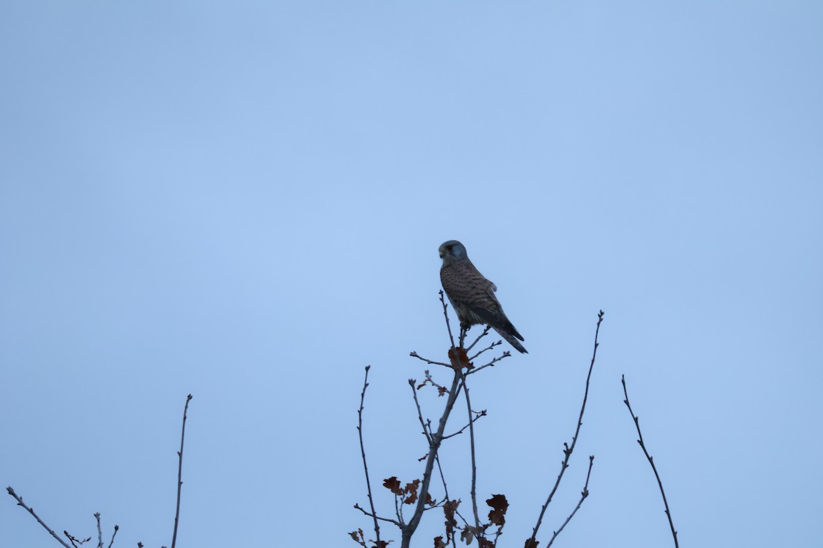 Gheppio - ML646594467