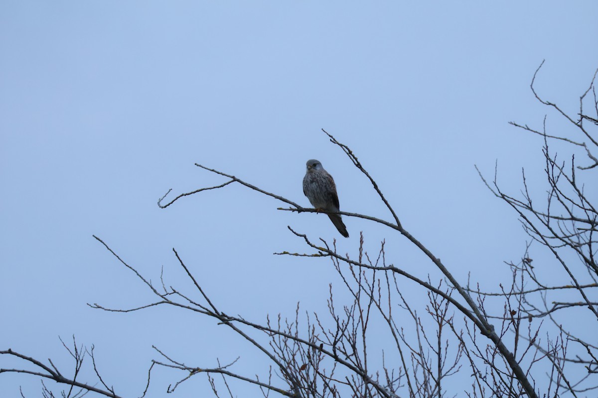 Gheppio - ML646594468